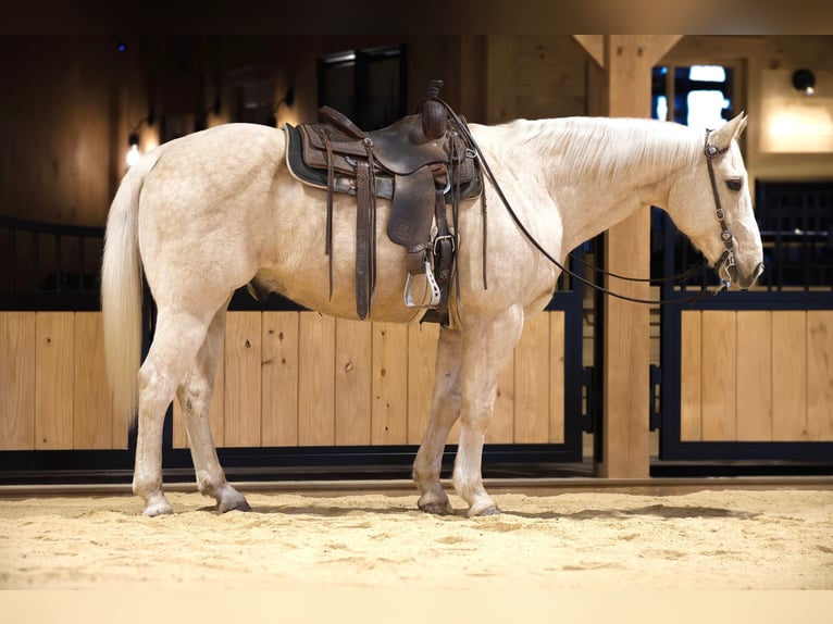 American Quarter Horse Wałach 10 lat 157 cm Izabelowata in Needmore