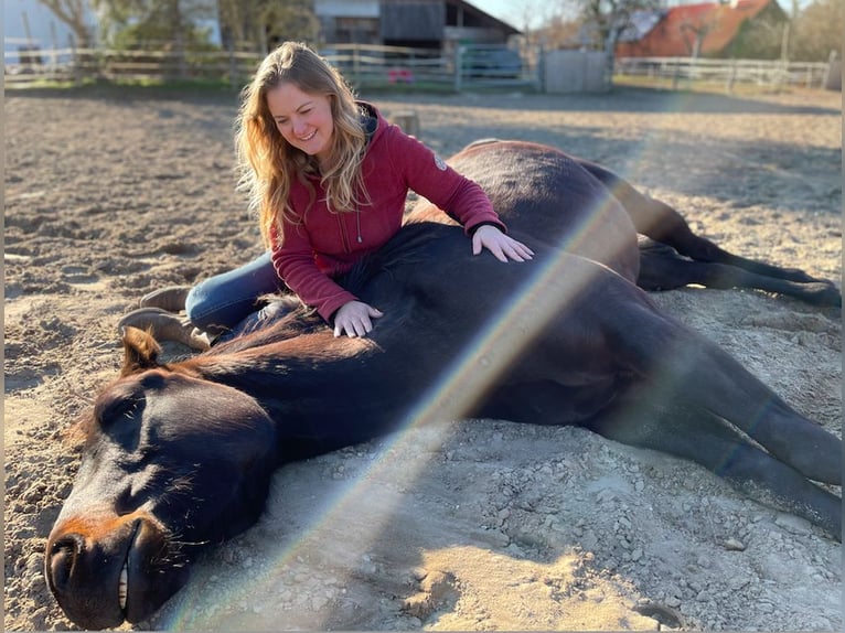 American Quarter Horse Wałach 10 lat 158 cm Gniada in Reinheim
