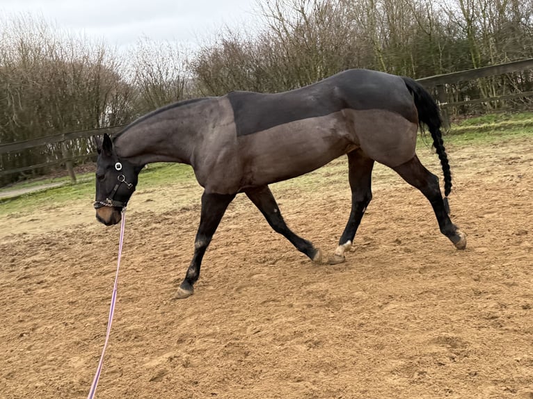 American Quarter Horse Wałach 10 lat 158 cm Gniada in Paderborn