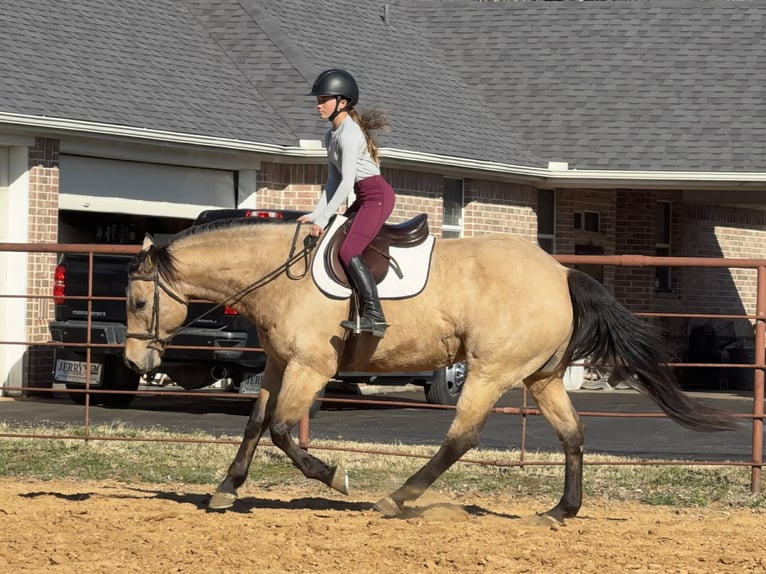American Quarter Horse Wałach 10 lat 160 cm Jelenia in Cleburne