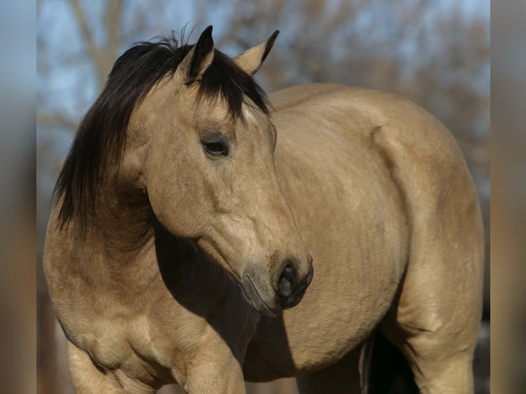 American Quarter Horse Wałach 10 lat 160 cm Jelenia in Cleburne
