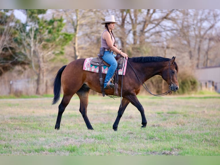 American Quarter Horse Wałach 10 lat 163 cm Gniada in Athens