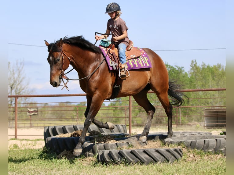American Quarter Horse Wałach 10 lat 163 cm Gniada in Athens