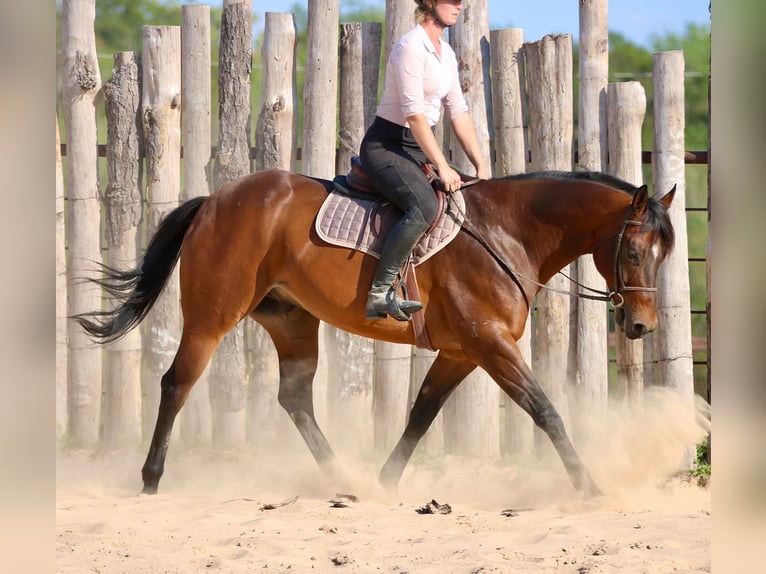 American Quarter Horse Wałach 10 lat 163 cm Gniada in Athens