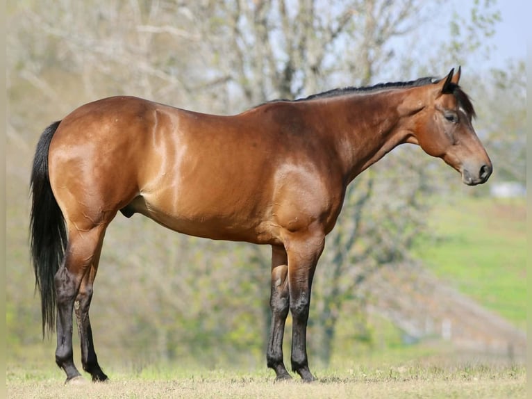 American Quarter Horse Wałach 10 lat 163 cm Gniada in Athens