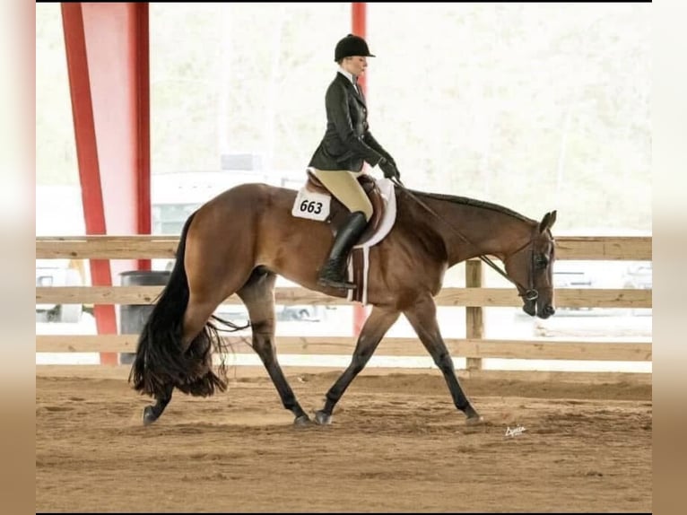 American Quarter Horse Wałach 10 lat 163 cm Gniada in Athens