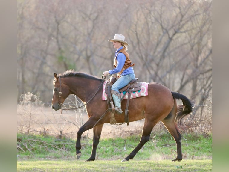 American Quarter Horse Wałach 10 lat 163 cm Gniada in Athens