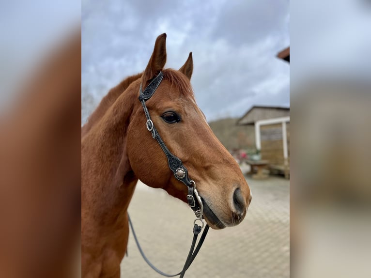 American Quarter Horse Wałach 10 lat 163 cm Kasztanowata in Weilrod