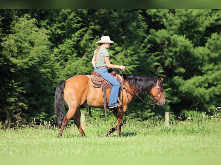 American Quarter Horse Wałach 10 lat Bułana in Clarion