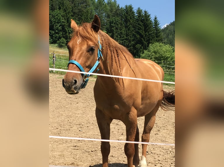 American Quarter Horse Wałach 10 lat Bułana in Eppenstein