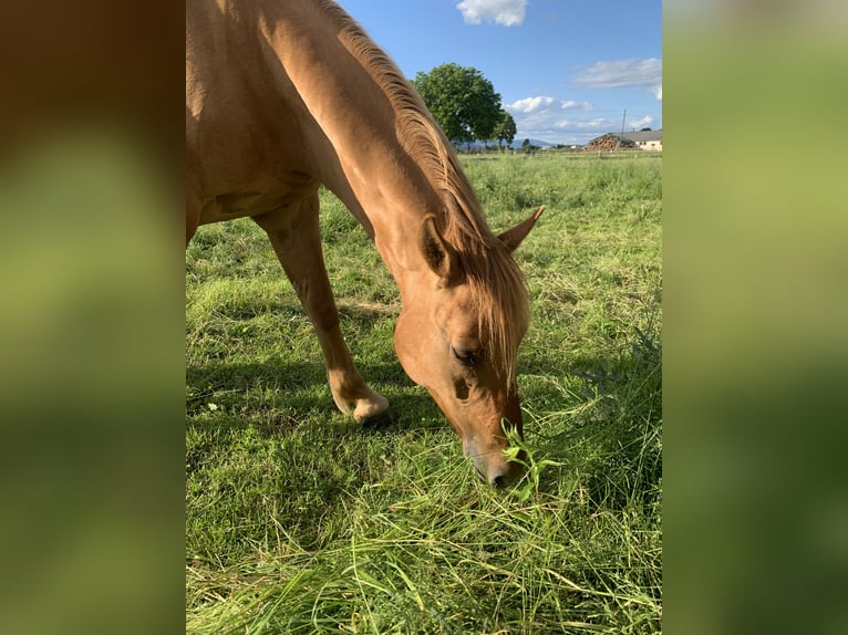 American Quarter Horse Wałach 10 lat Bułana in Eppenstein