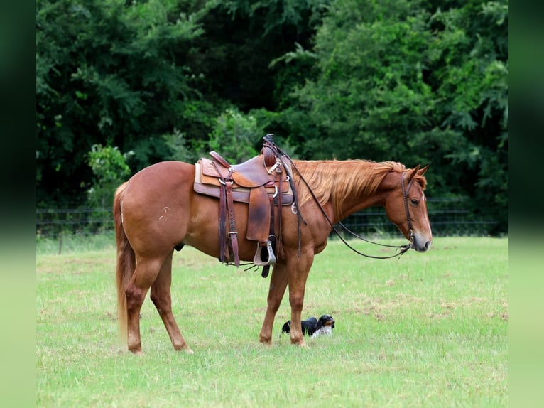 American Quarter Horse Wałach 10 lat Cisawa in Mount Vernon