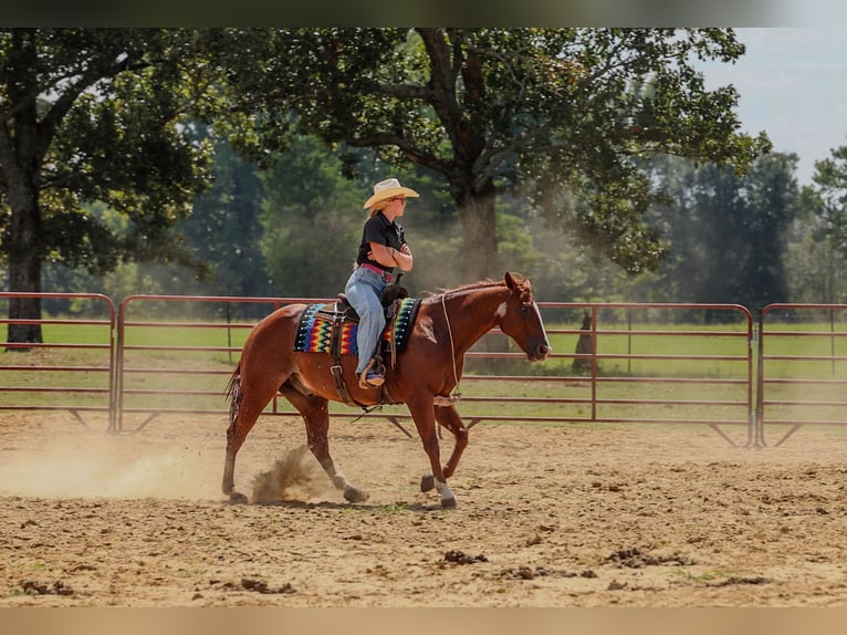 American Quarter Horse Wałach 10 lat Cisawa in Quitman