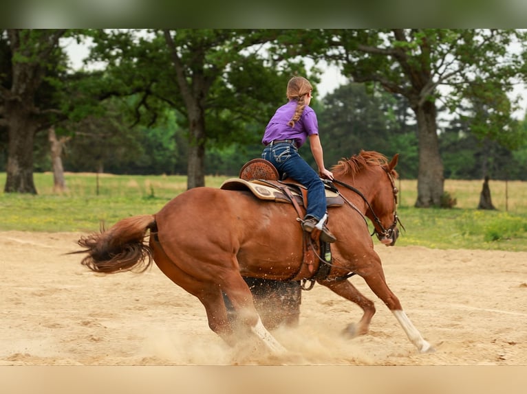 American Quarter Horse Wałach 10 lat Cisawa in Quitman