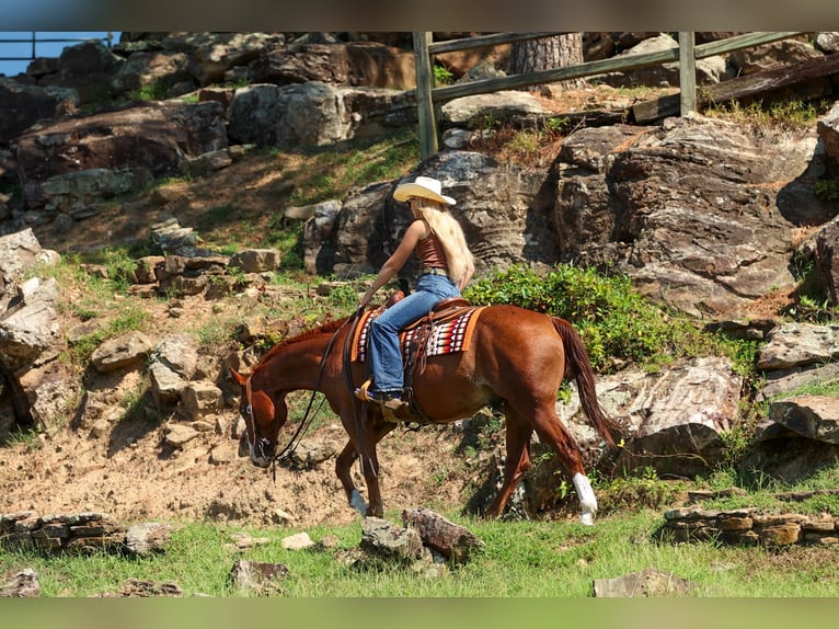 American Quarter Horse Wałach 10 lat Cisawa in Quitman