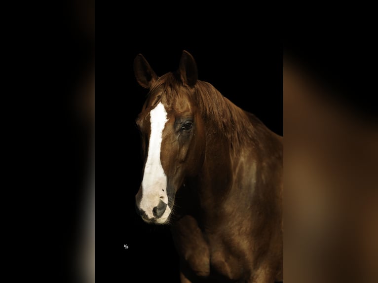 American Quarter Horse Wałach 10 lat Cisawa in Quitman