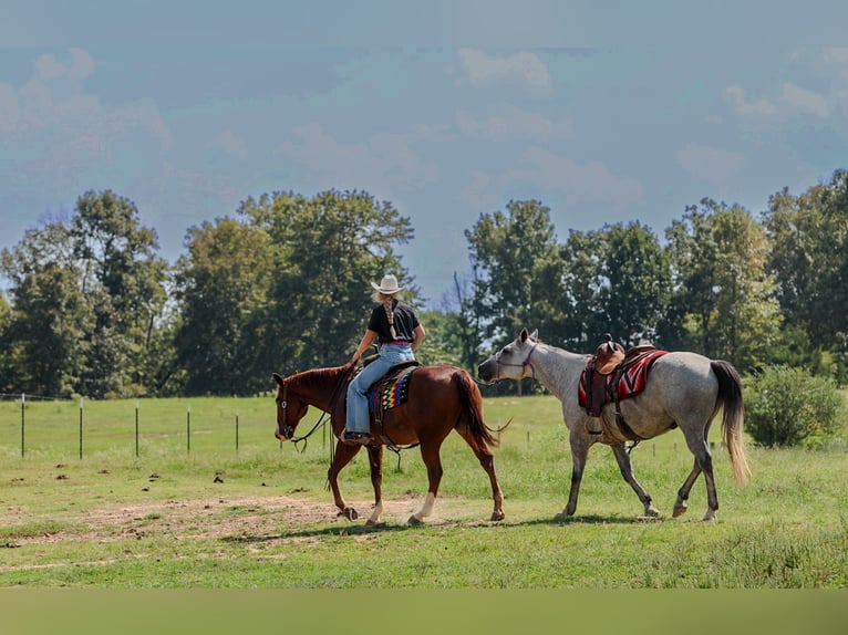American Quarter Horse Wałach 10 lat Cisawa in Quitman