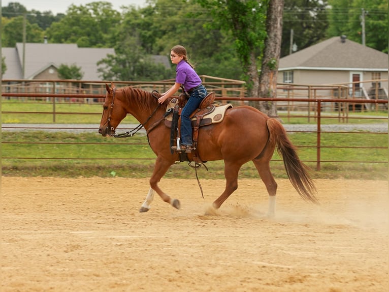 American Quarter Horse Wałach 10 lat Cisawa in Quitman