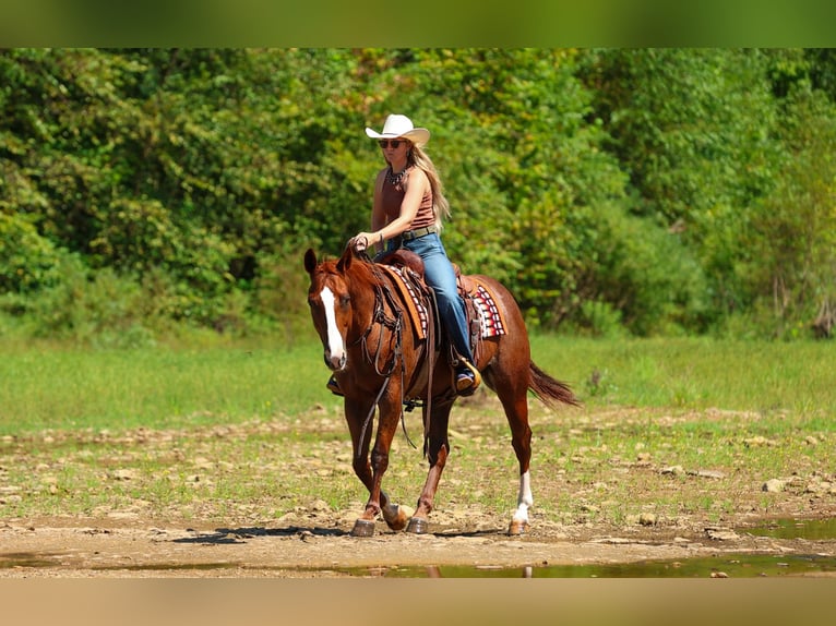 American Quarter Horse Wałach 10 lat Cisawa in Quitman