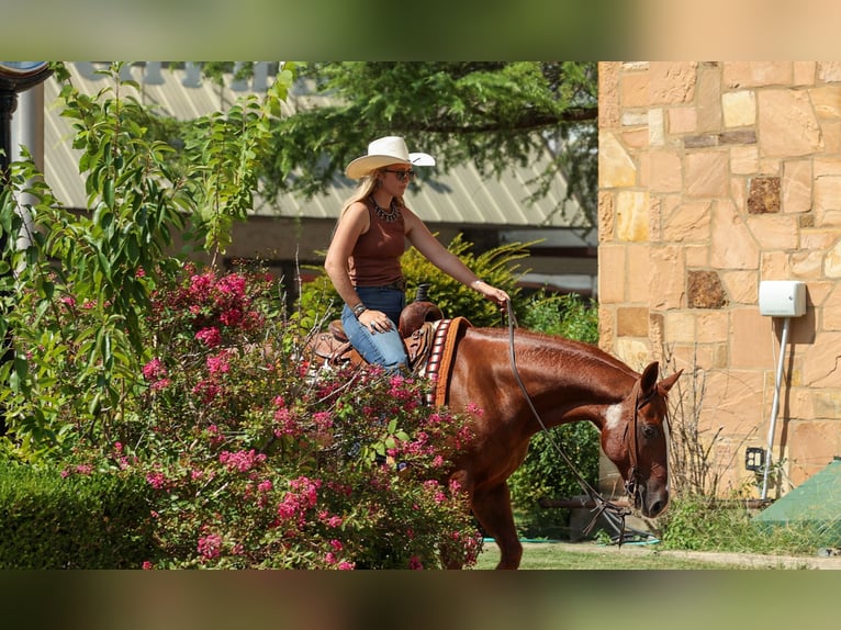 American Quarter Horse Wałach 10 lat Cisawa in Quitman