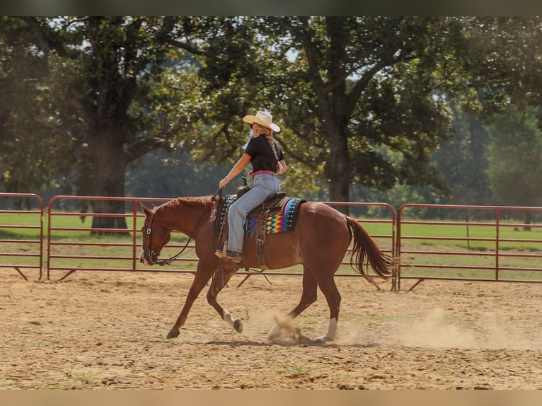 American Quarter Horse Wałach 10 lat Cisawa in Quitman