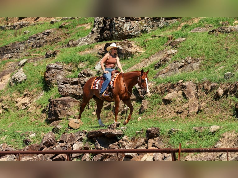 American Quarter Horse Wałach 10 lat Cisawa in Quitman