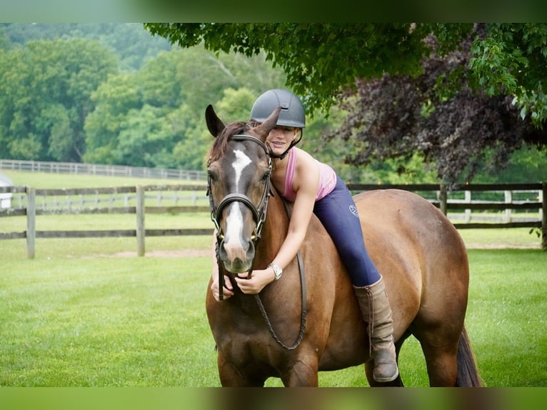 American Quarter Horse Wałach 10 lat Gniada in Frederick