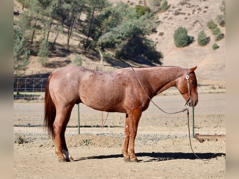 American Quarter Horse Wałach 10 lat Gniada in Hannover