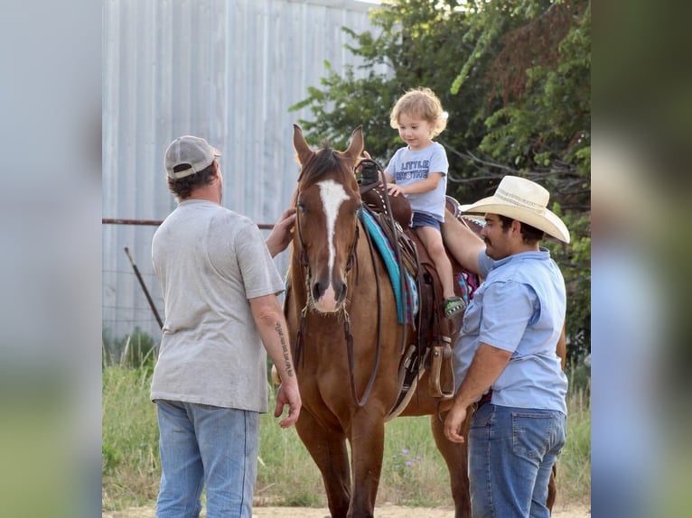 American Quarter Horse Wałach 10 lat Gniada in Stephenville Tx