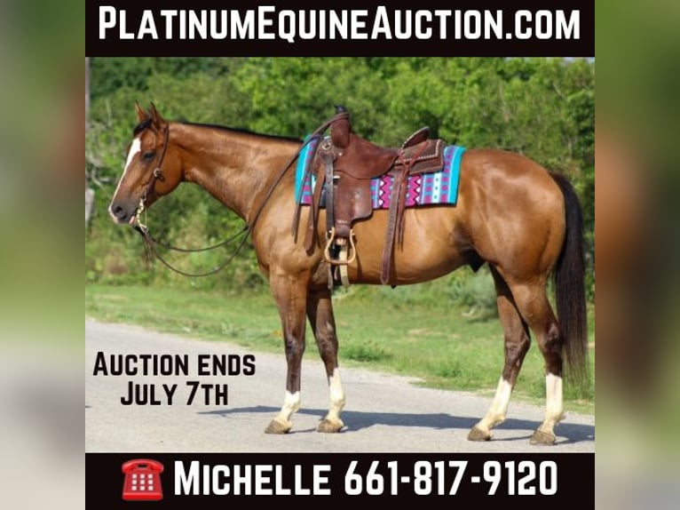 American Quarter Horse Wałach 10 lat Gniada in Stephenville Tx