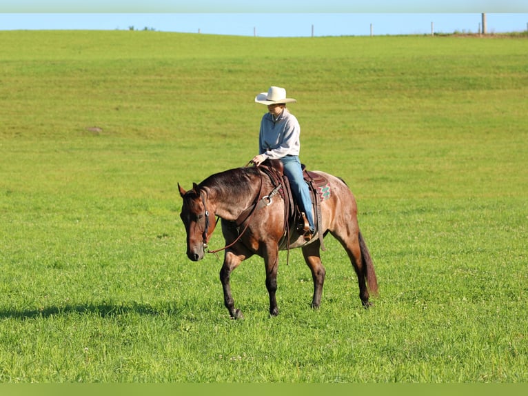 American Quarter Horse Wałach 10 lat Gniadodereszowata in Clarion
