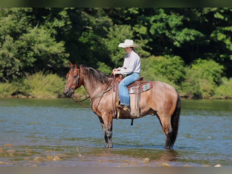 American Quarter Horse Wałach 10 lat Gniadodereszowata in Clarion