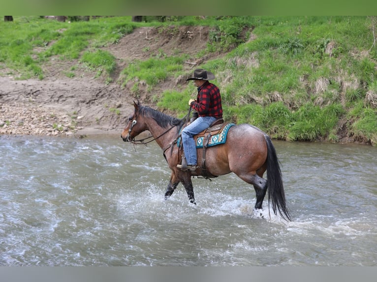American Quarter Horse Mix Wałach 10 lat Gniadodereszowata in Bernard