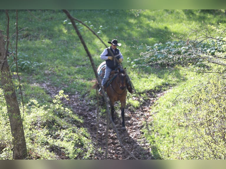American Quarter Horse Mix Wałach 10 lat Gniadodereszowata in Bernard