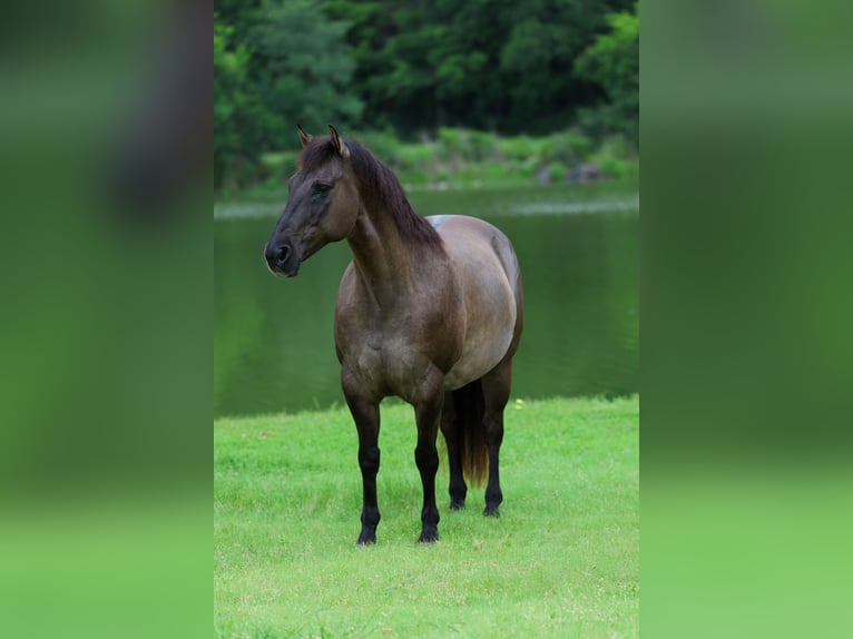 American Quarter Horse Wałach 10 lat Grullo in Forney