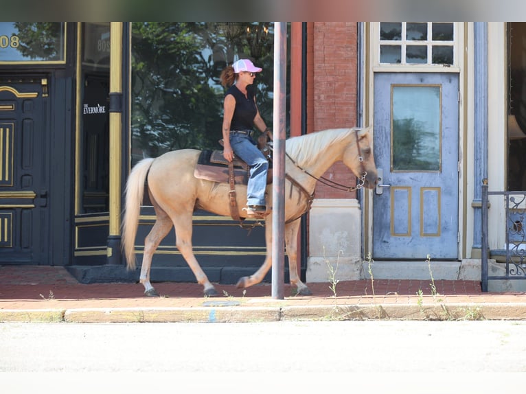 American Quarter Horse Wałach 10 lat Izabelowata in Weatherford