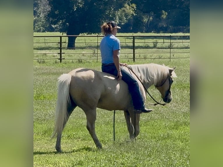 American Quarter Horse Wałach 10 lat Izabelowata in Weatherford