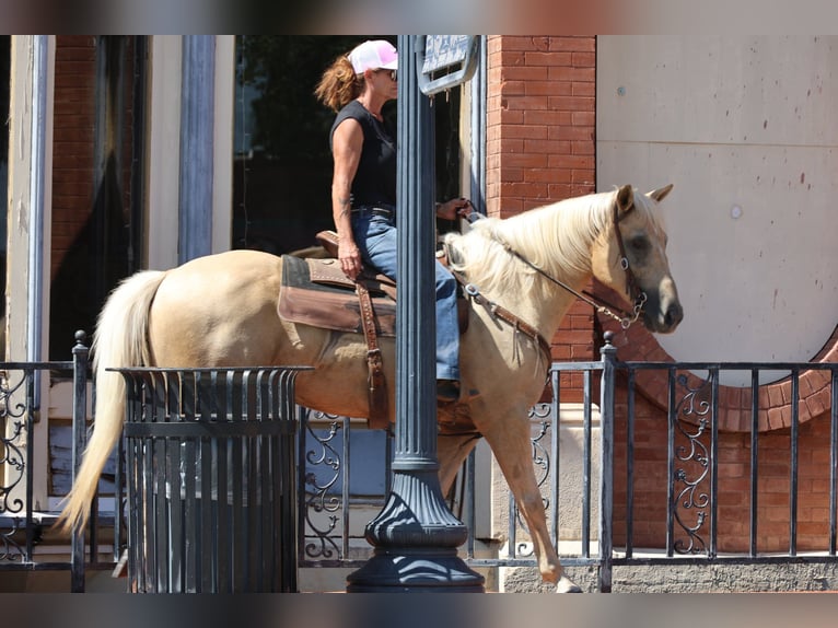 American Quarter Horse Wałach 10 lat Izabelowata in Weatherford