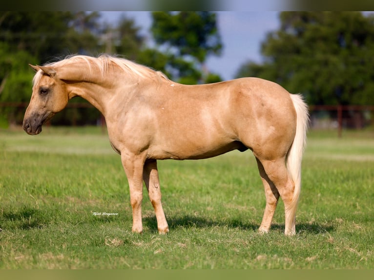 American Quarter Horse Wałach 10 lat Izabelowata in Weatherford