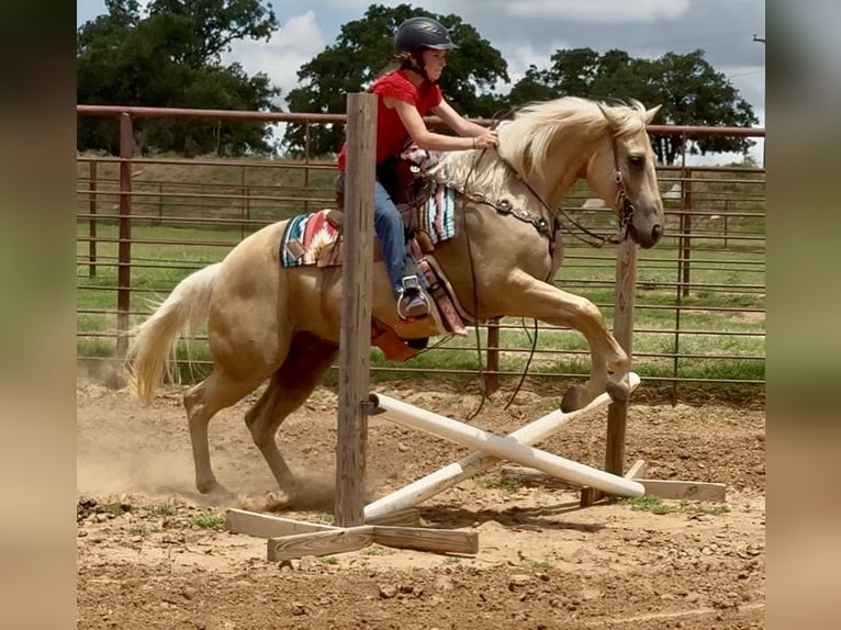 American Quarter Horse Wałach 10 lat Izabelowata in Weatherford