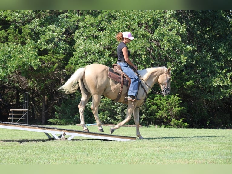 American Quarter Horse Wałach 10 lat Izabelowata in Weatherford