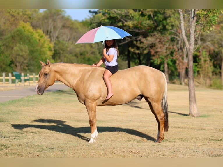 American Quarter Horse Wałach 10 lat Izabelowata in Terrell