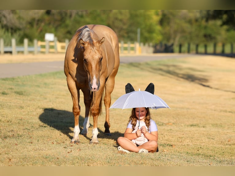 American Quarter Horse Wałach 10 lat Izabelowata in Terrell
