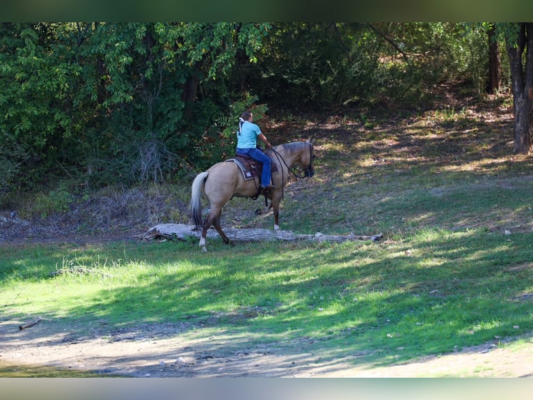 American Quarter Horse Wałach 10 lat Izabelowata in Terrell