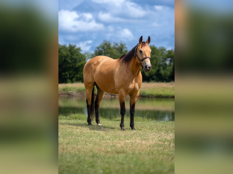 American Quarter Horse Wałach 10 lat Jelenia in Stephenville