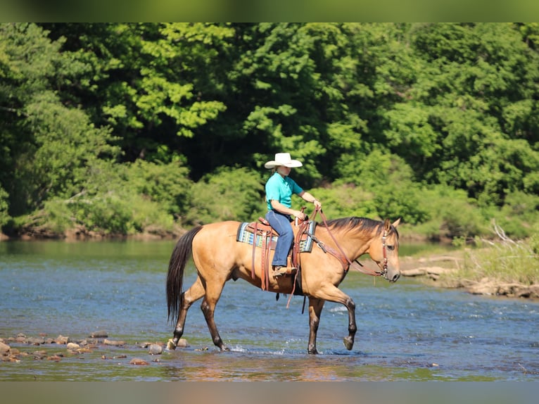 American Quarter Horse Wałach 10 lat Jelenia in Clarion