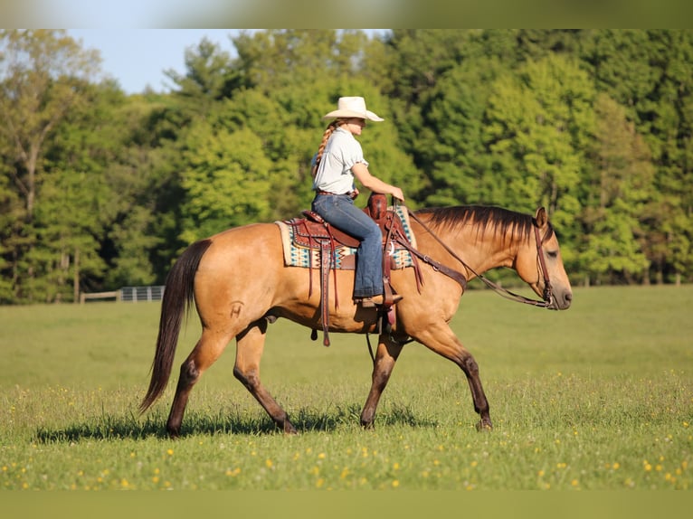 American Quarter Horse Wałach 10 lat Jelenia in Clarion