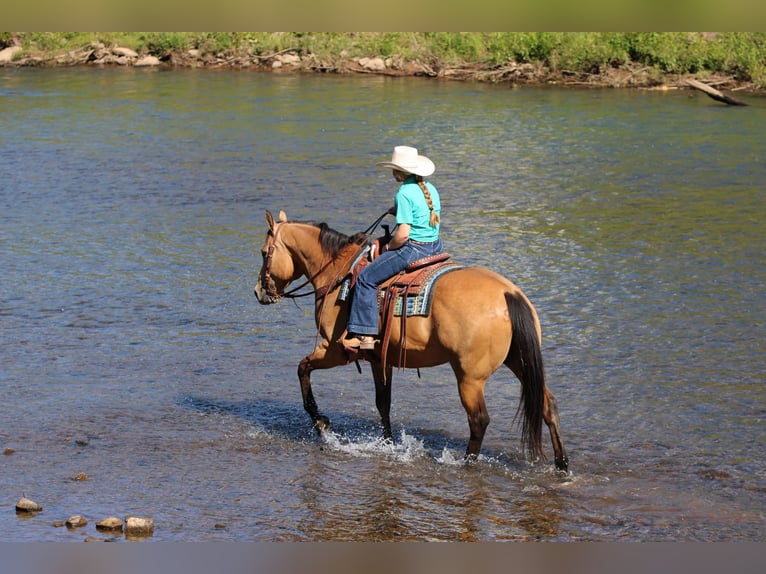 American Quarter Horse Wałach 10 lat Jelenia in Clarion