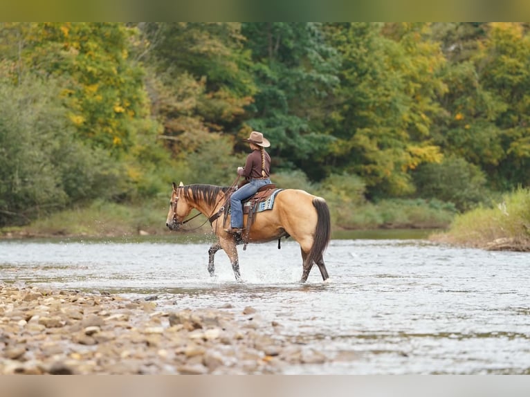 American Quarter Horse Wałach 10 lat Jelenia in Clarion