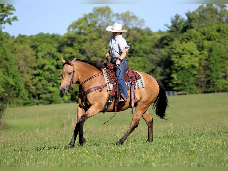 American Quarter Horse Wałach 10 lat Jelenia in Clarion
